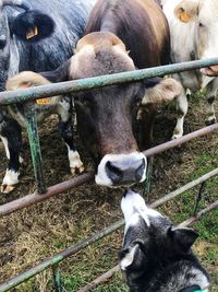 Cow standing in pen