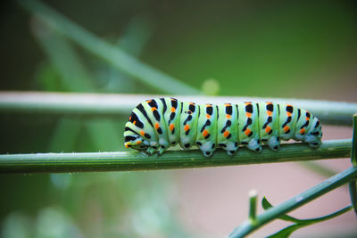 Close-up of caterpillar on leaf