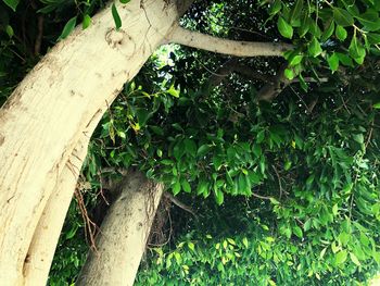 High angle view of ivy growing on tree trunk