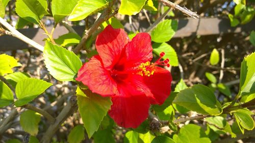 Close-up of red flowering plant