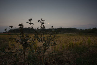 Scenic view of field against clear sky