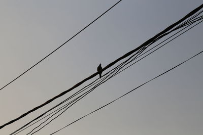 Low angle view of bird perching on cable against sky