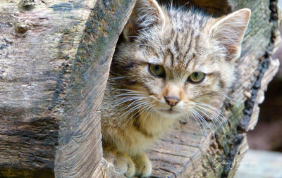 Close-up portrait of cat