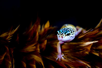 Close-up of gecko on purple flower