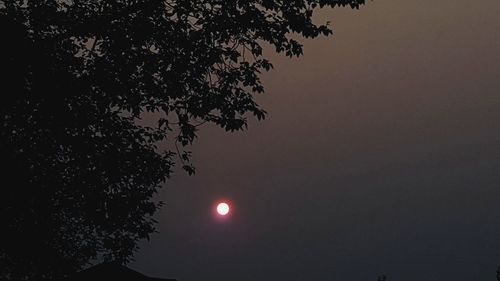 Low angle view of tree against clear sky