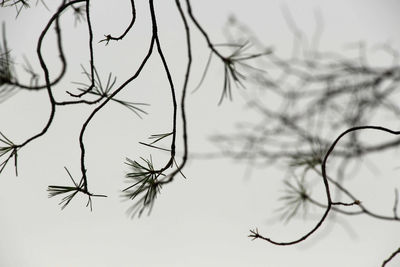 Low angle view of silhouette bare tree against sky