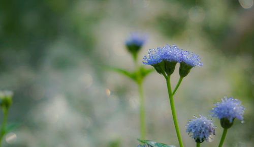 Close-up of purple flowering plant