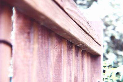 Low angle view of bamboo on wooden fence