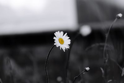 Close-up of white daisy flowers