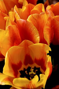 Close-up of orange flowers