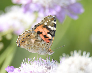 Close-up of butterfly pollinating on flower