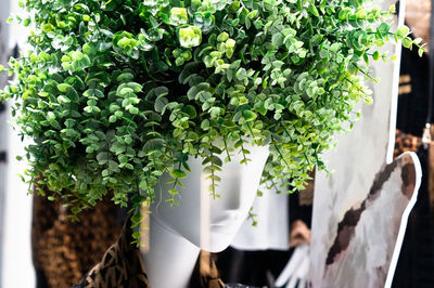 Close-up of potted plant as a wig on dummy