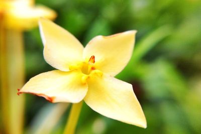 Close-up of yellow flowering plant