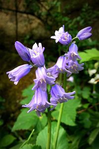 Close-up of purple flowers blooming outdoors