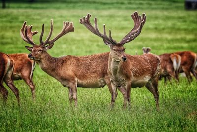 Herd of deer on grassy field