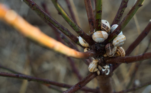 Close-up of plant on branch