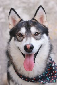 Close-up portrait of dog sticking out tongue