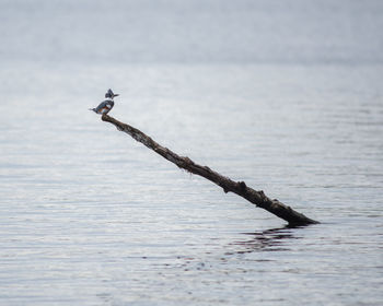 Close-up of bird perching on sea against sky