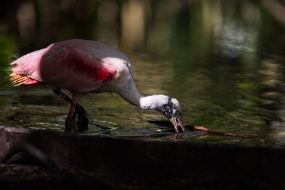 Duck drinking water in a lake