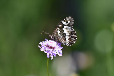 Close-up of butterfly pollinating on purple flower