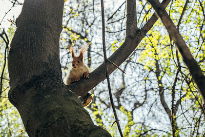 Low angle view of squirrel on tree