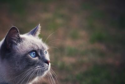 Close-up of cat looking away