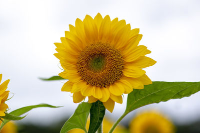 Close-up of sunflower