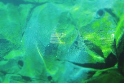 Close-up of green leaf