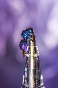 Close-up of insect on metal