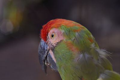 Close-up of parrot