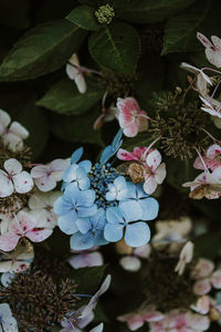 Close-up of purple flowers on plant