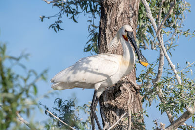 Low angle view of bird perching on tree against sky