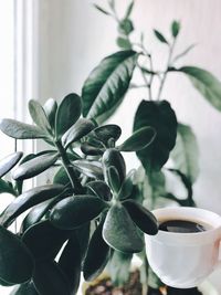 Close-up of coffee and potted plant