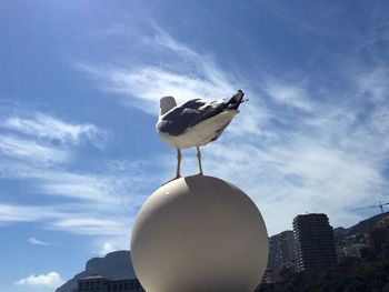 Seagull perching on city against sky