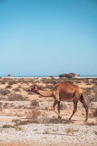 Horse grazing on beach against clear blue sky