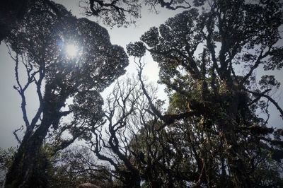 Low angle view of silhouette tree against sky