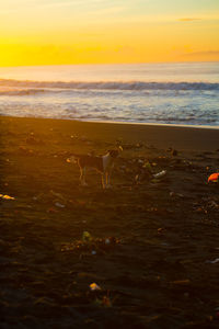 View of birds on beach during sunset