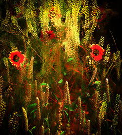 Close-up of red flowers