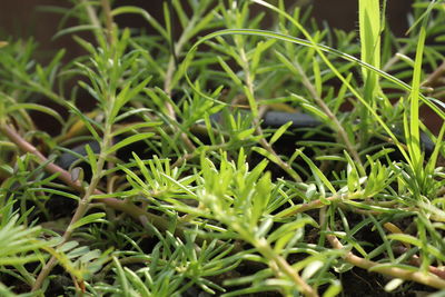 Full frame shot of plants growing on field