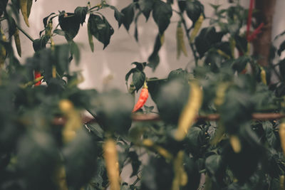 Close-up of bird on plant