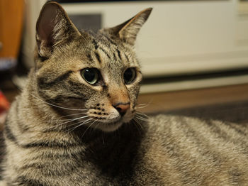 Close-up of a cat looking away