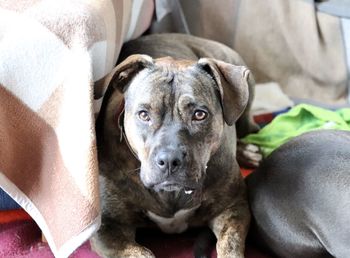 Close-up portrait of dog resting on bed