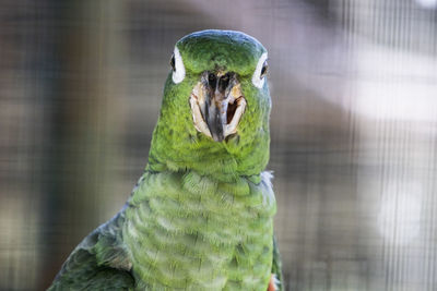 Close-up of parrot