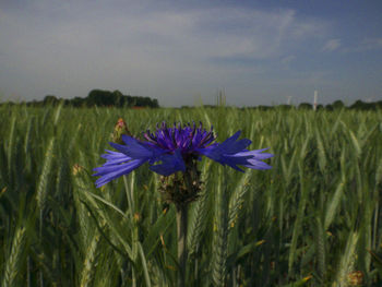 Close-up of blue flowers blooming in field