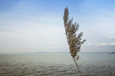 Tree by sea against sky