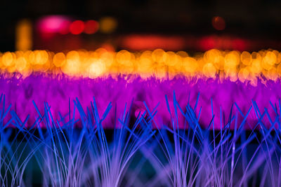 Close-up of pink flowering plants on field at night