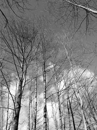 Low angle view of tree against sky