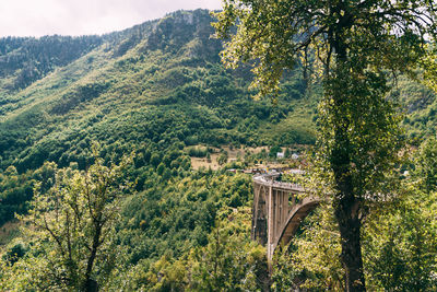 View of arch bridge in forest