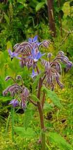 Close-up of purple flowering plants