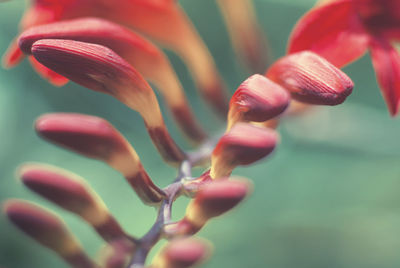 Close-up of red buds growing on plant